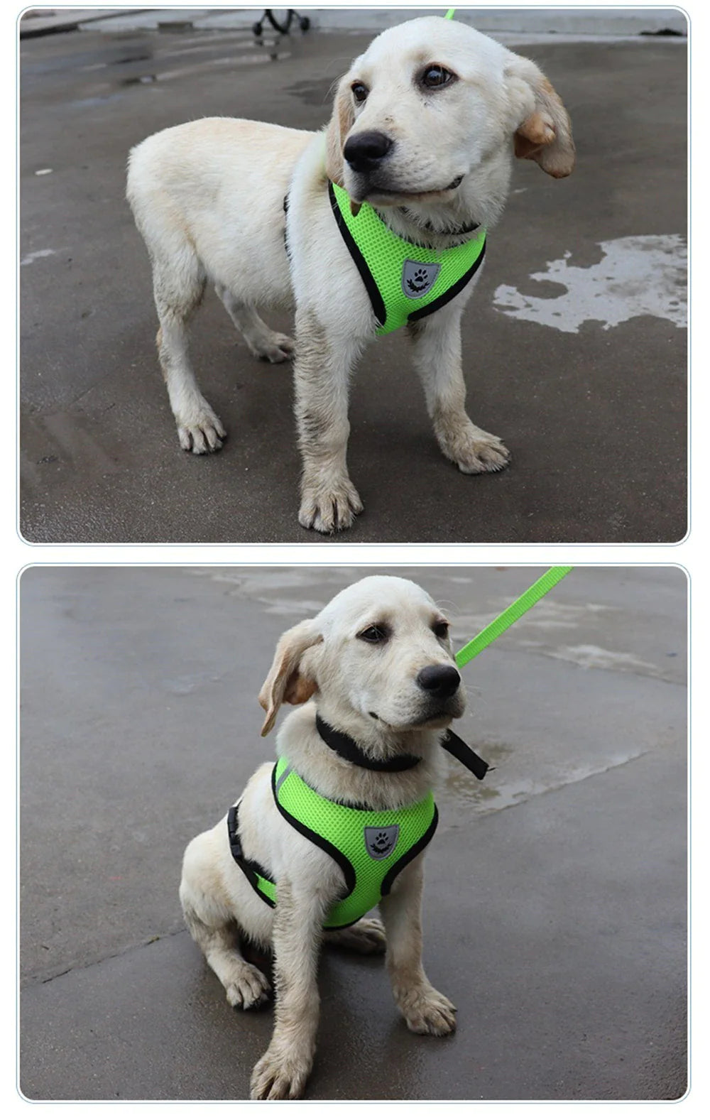 Reflective Harness & Leash Combo – Secure Fit for Small to XL Dogs & Cats