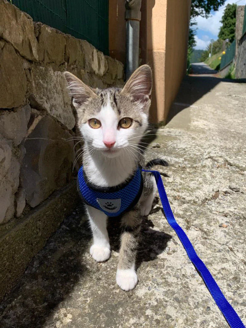 Reflective Harness & Leash Combo – Secure Fit for Small to XL Dogs & Cats
